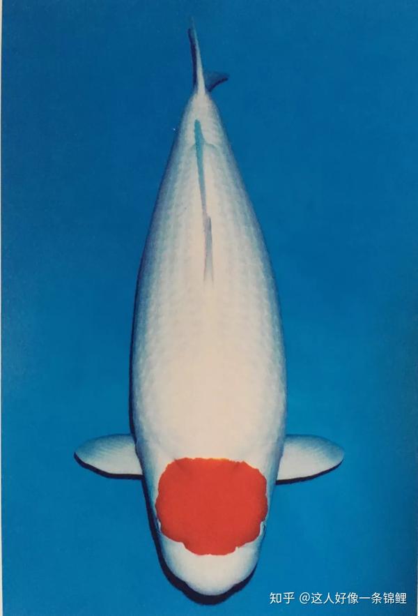 锦鲤73 红白73 篇 - 知乎