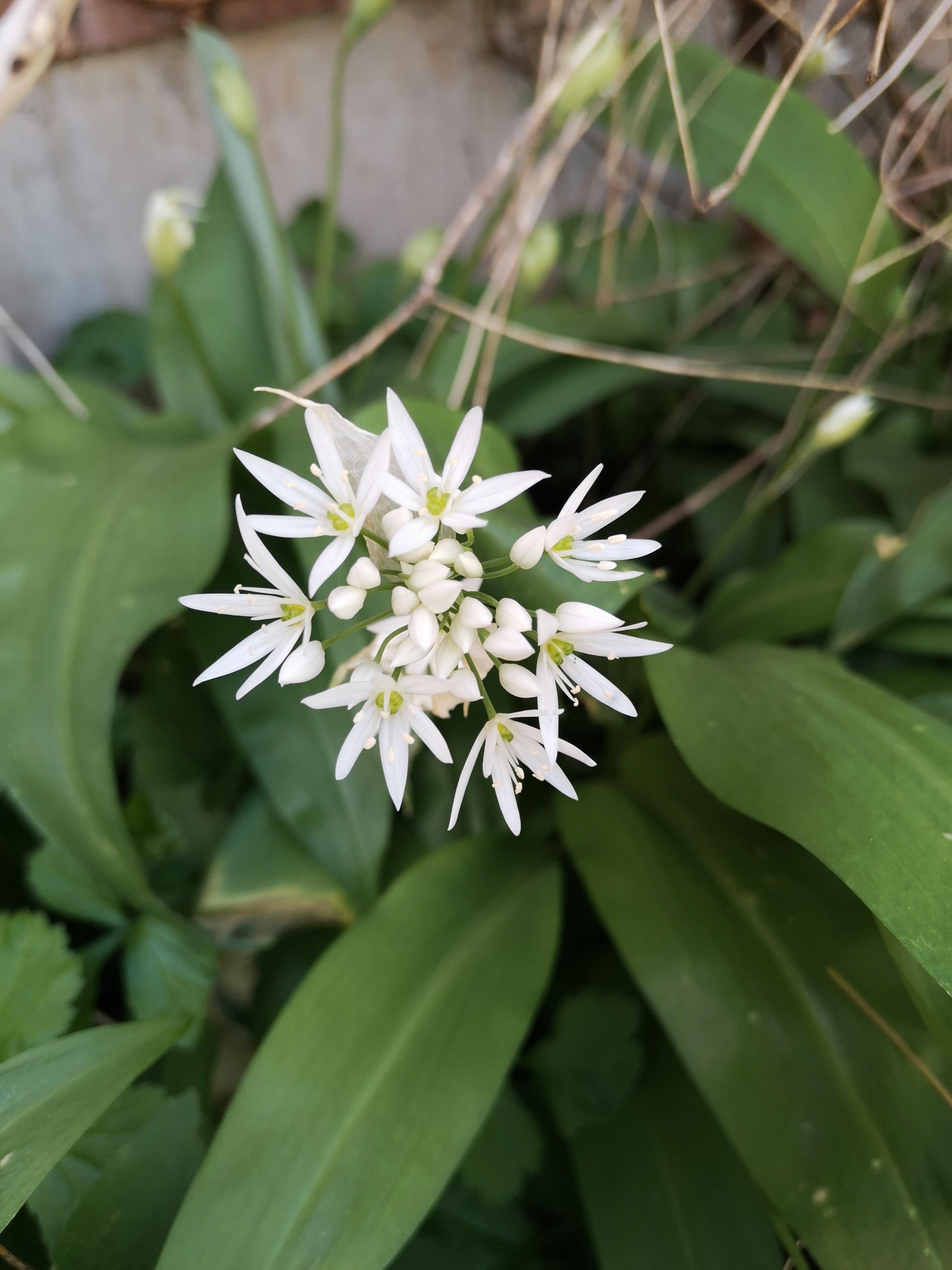 在英国种植野韭菜