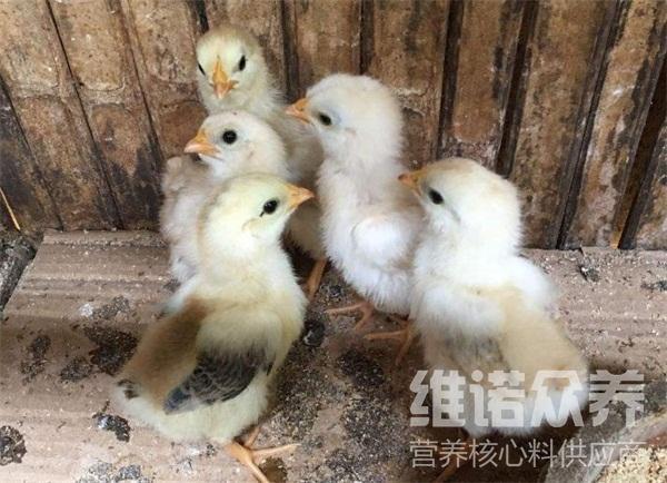 小鸡喂什么药抗病 小鸡吃什么抗生素好