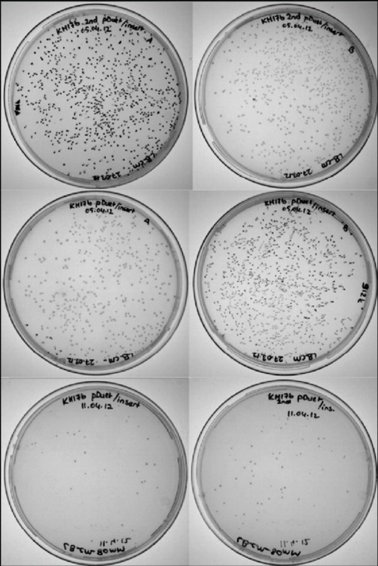 经过培养,在抗性平板上筛选克隆子,建立原始种子库
