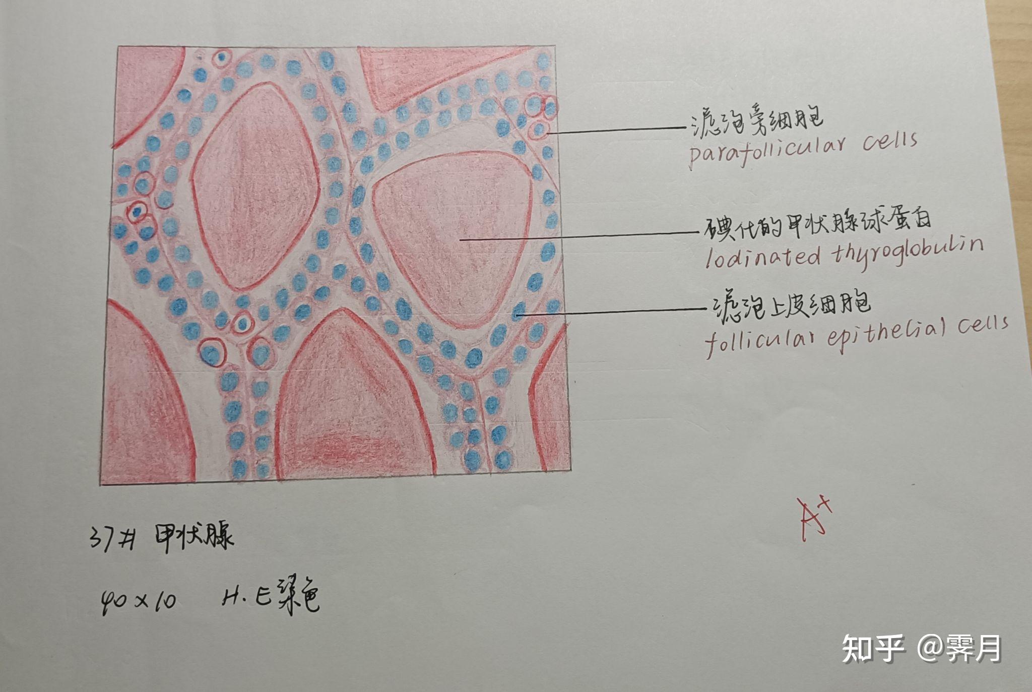 3淋巴结(人)2骨骼肌(纵切)1单层柱状上皮细胞(小肠)