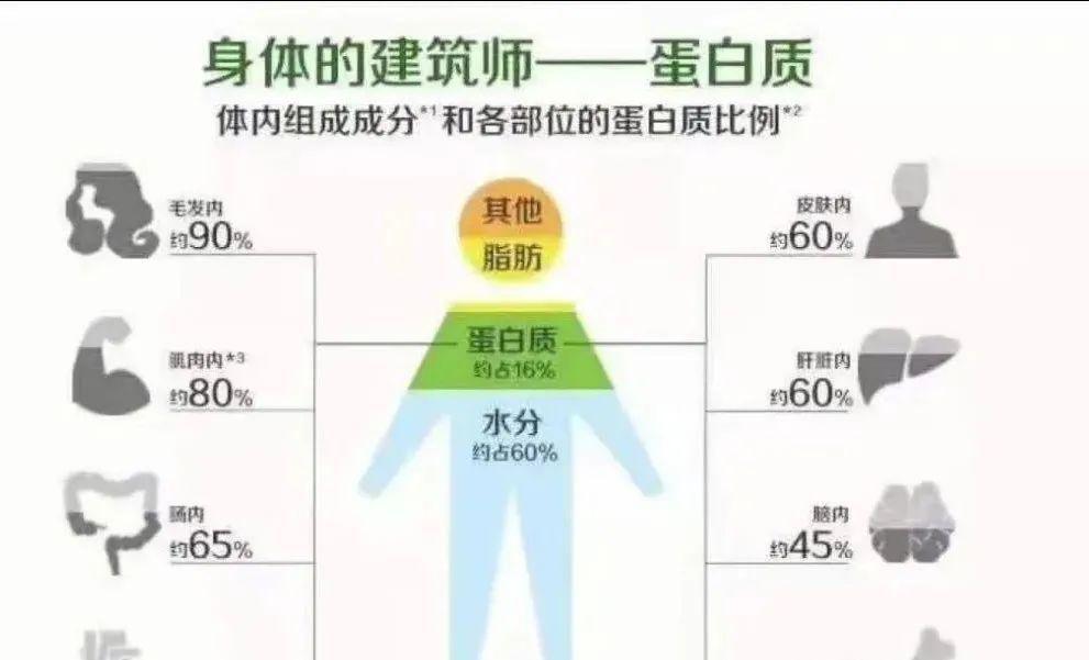 人体其余的构成20%是蛋白质