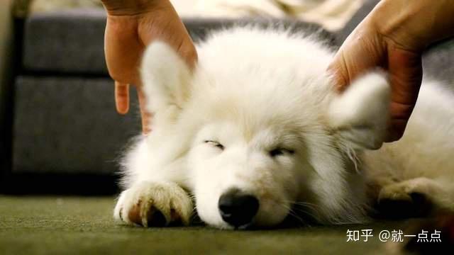 如何确定狗狗是不是感冒了 v2-48e28e9084e74426d2510907e1a6e661_r.jpg
