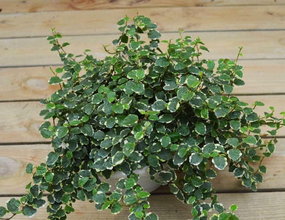 兼具食用和生态价值的藤本植物薜荔