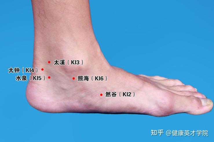 踝关节后内侧入路图谱图片