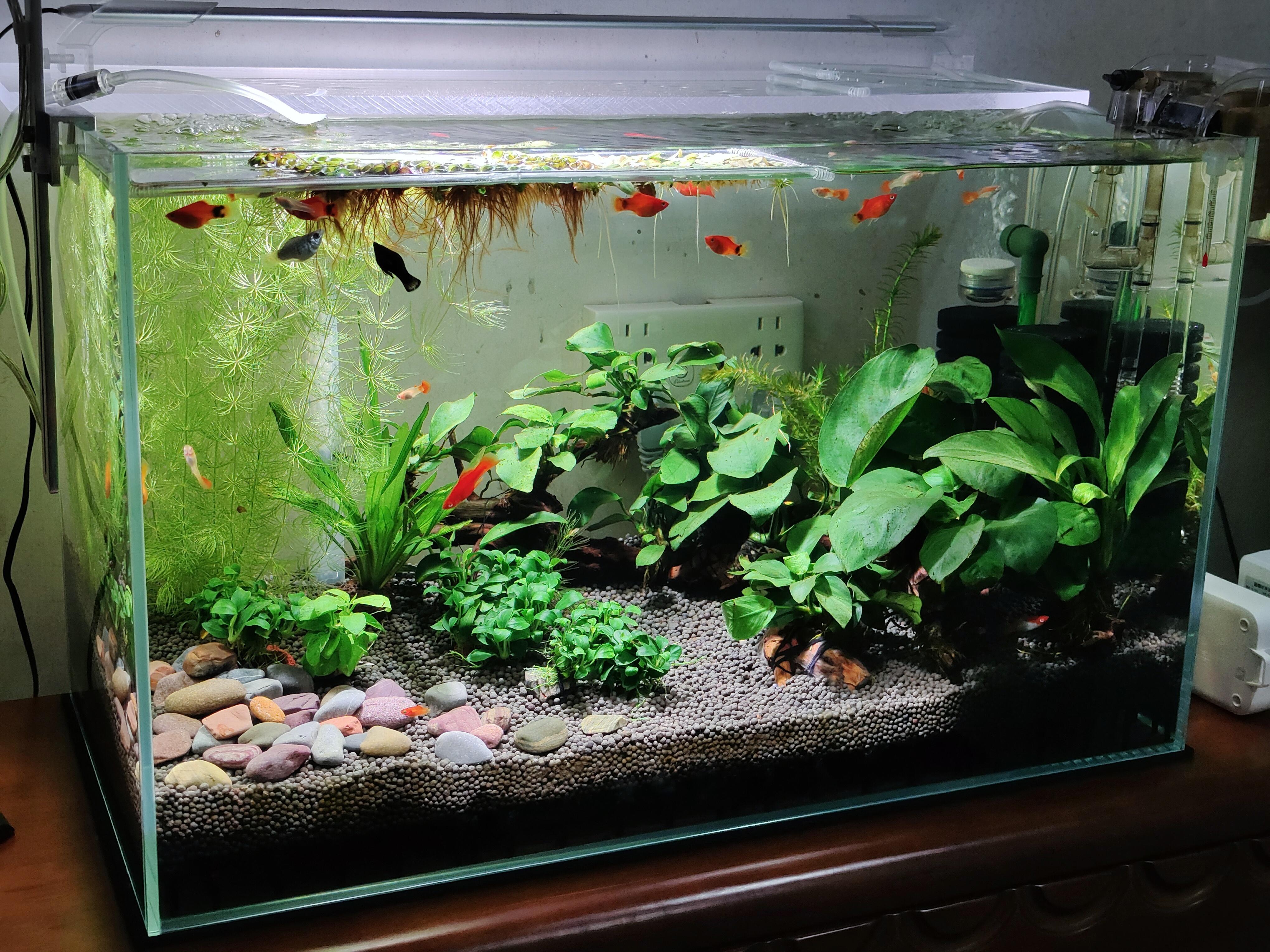 免换水鱼缸维护