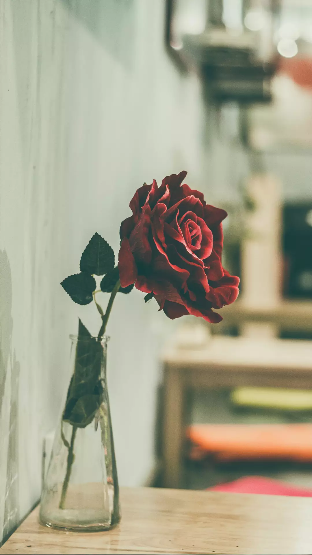 红玫瑰 ros 红色 鲜花 玫瑰 花卉 红色花 花园 夏天图片下载 - 觅知网