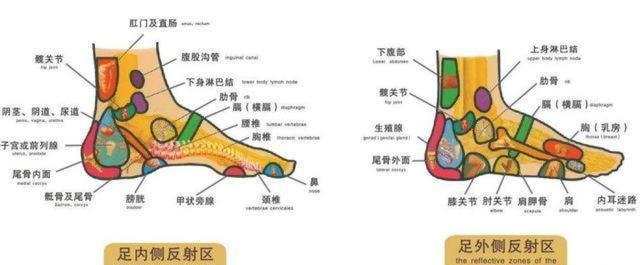 足底部反射区 头部