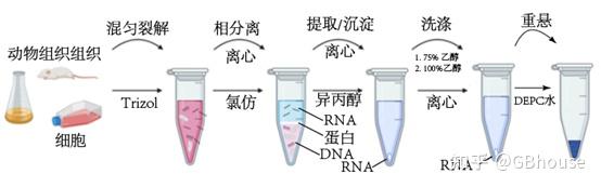 组织&细胞RNA提取-理论到实践若干小知识 - 知乎