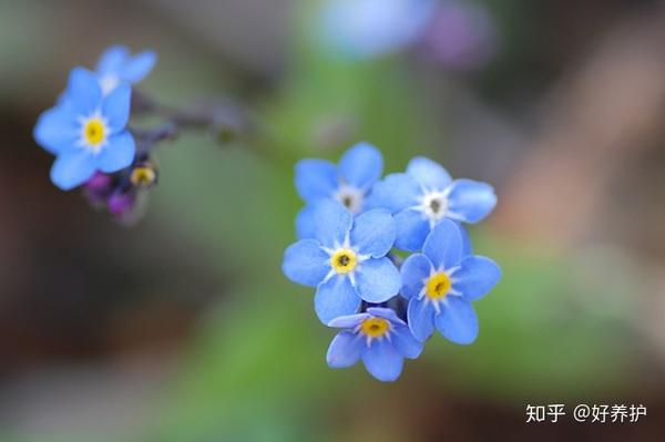 盘点10种蓝色的花 哪种最蓝 你喜欢哪种蓝花儿 知乎