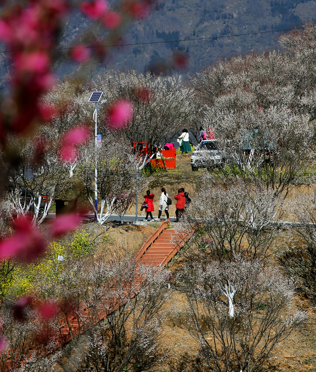 十里繁花春景图上线这处万亩梅林正值盛花期