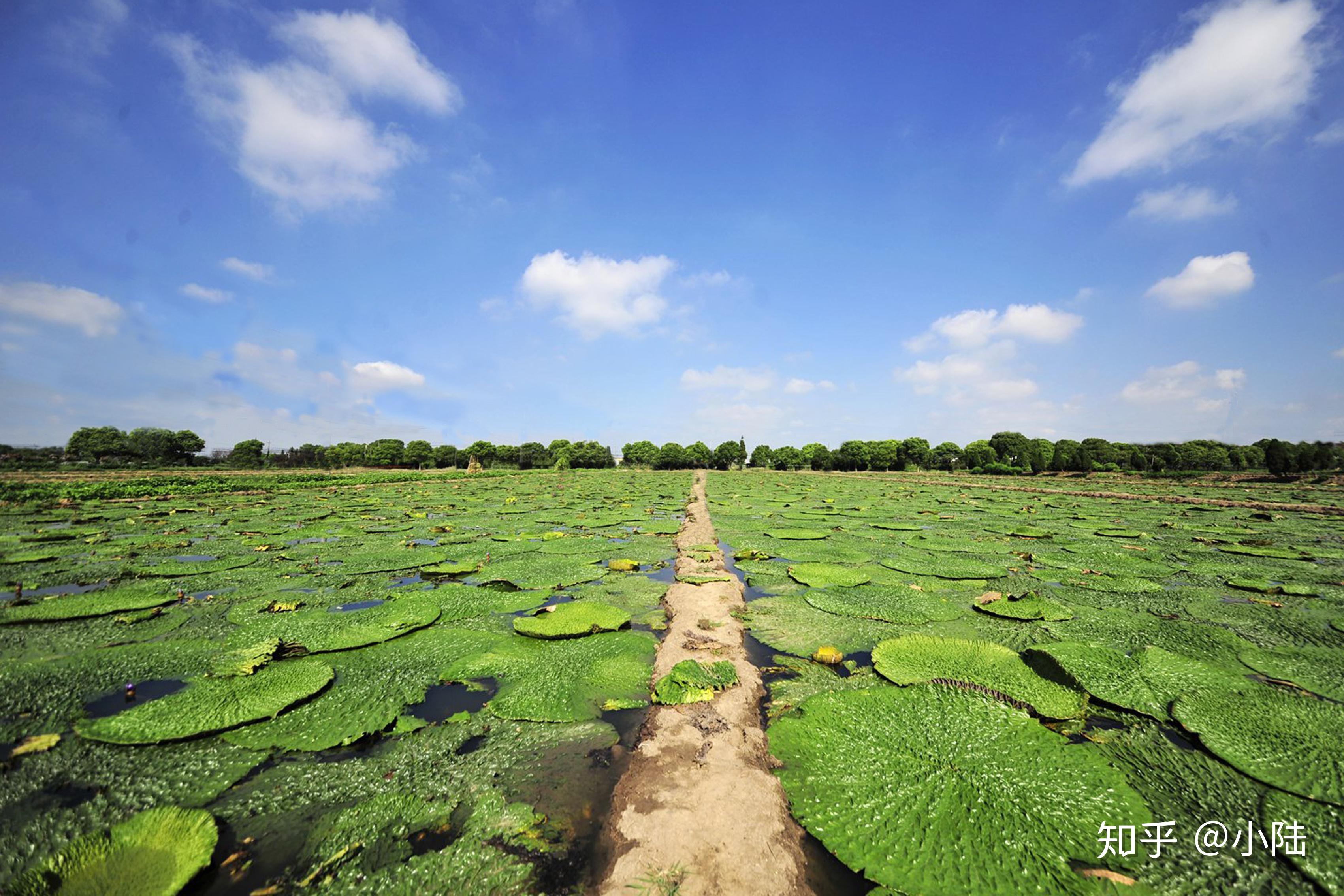 2018年苏州鸡头米种植基地在哪里哪里的鸡头米好吃