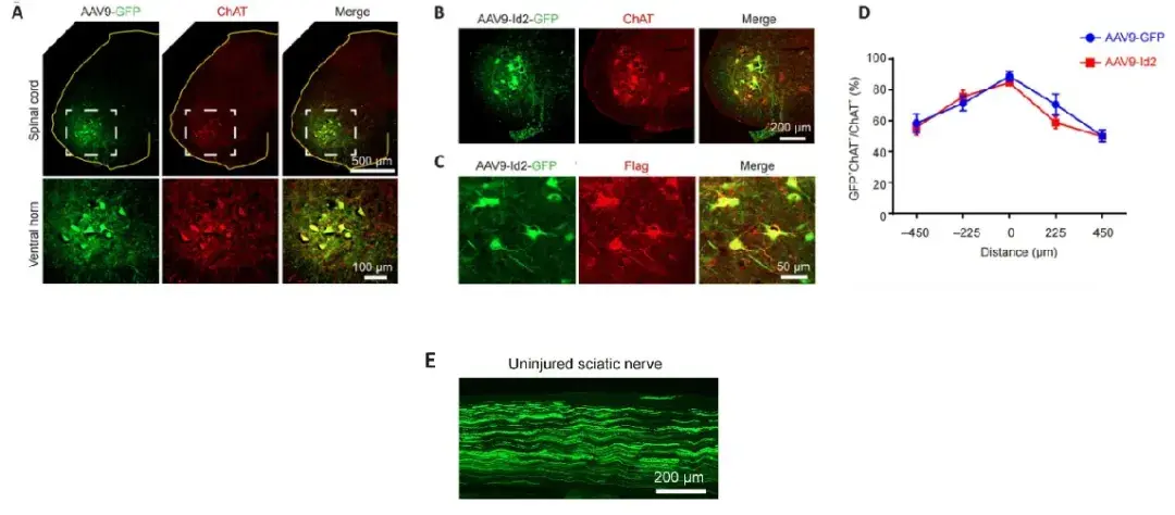 vg/ml的aav9-id2-3×flag-gfp和aav9-gfp分别通过立体定向注射至脊髓