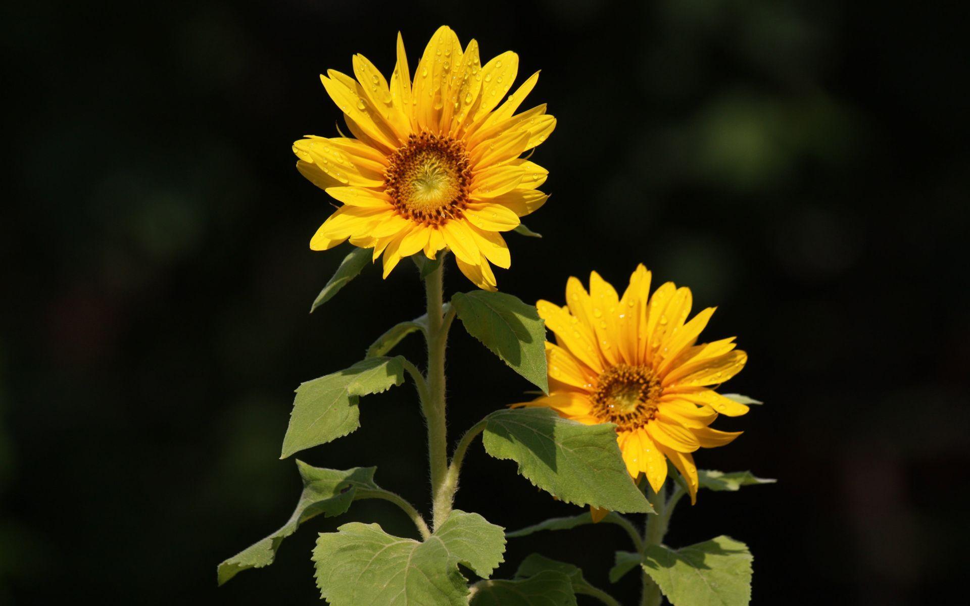 有没有超级清楚的向日葵电脑壁纸跪求
