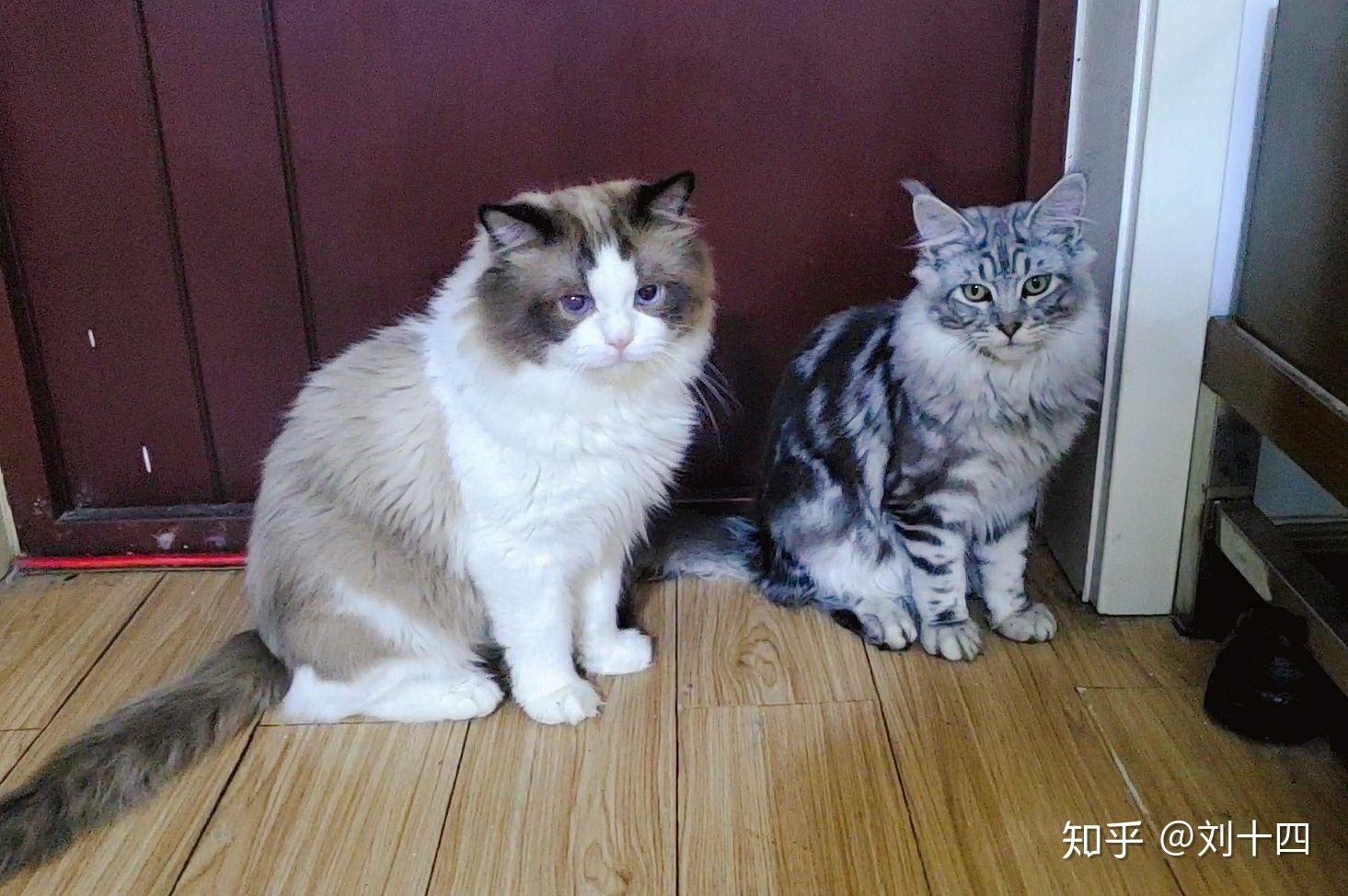 缅因猫和布偶猫的串串图片