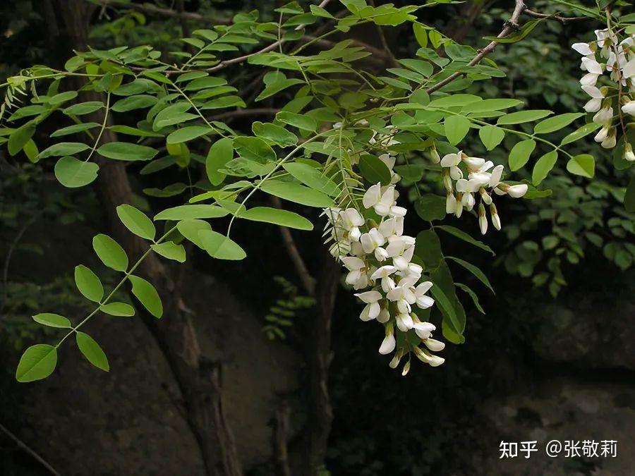 生态客自然观察【分科识花图鉴】30 豆科 c 蝶形花亚科 非三出复叶类型(下) - 知乎