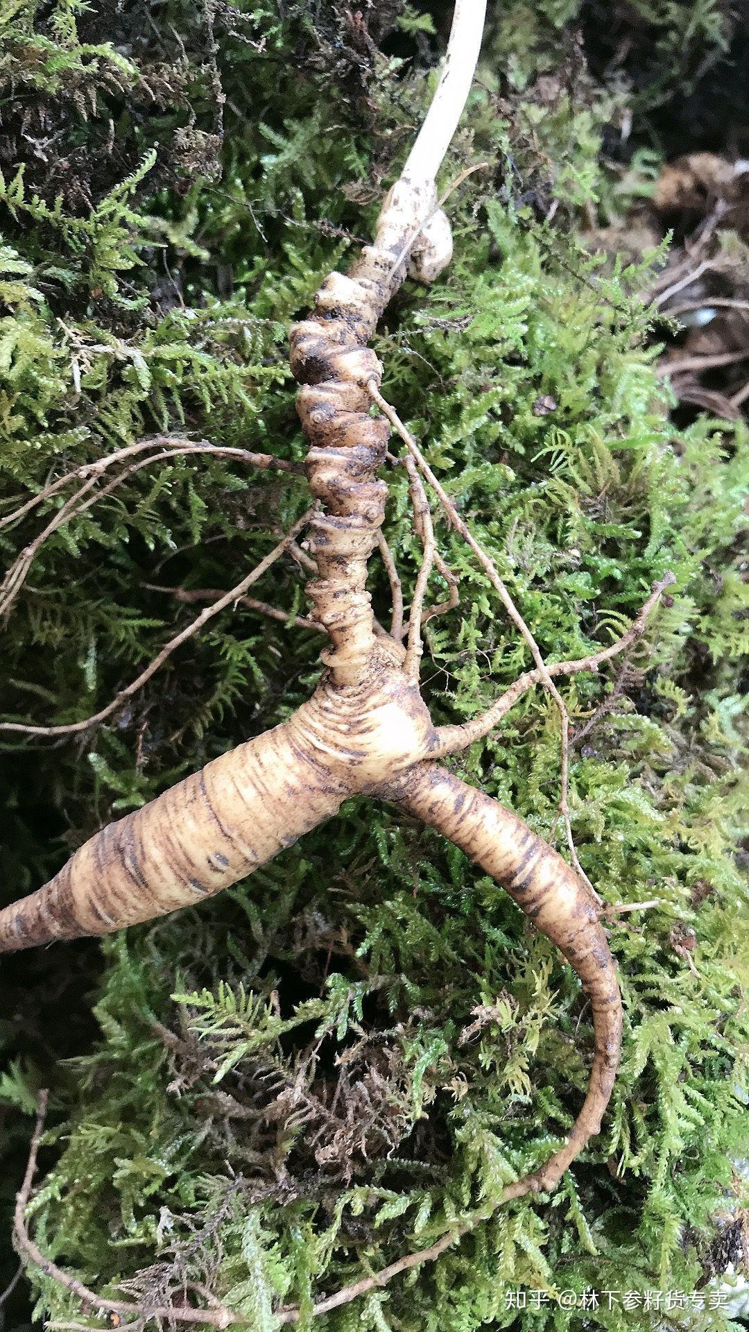 野生人参为什么会跑，还追不上