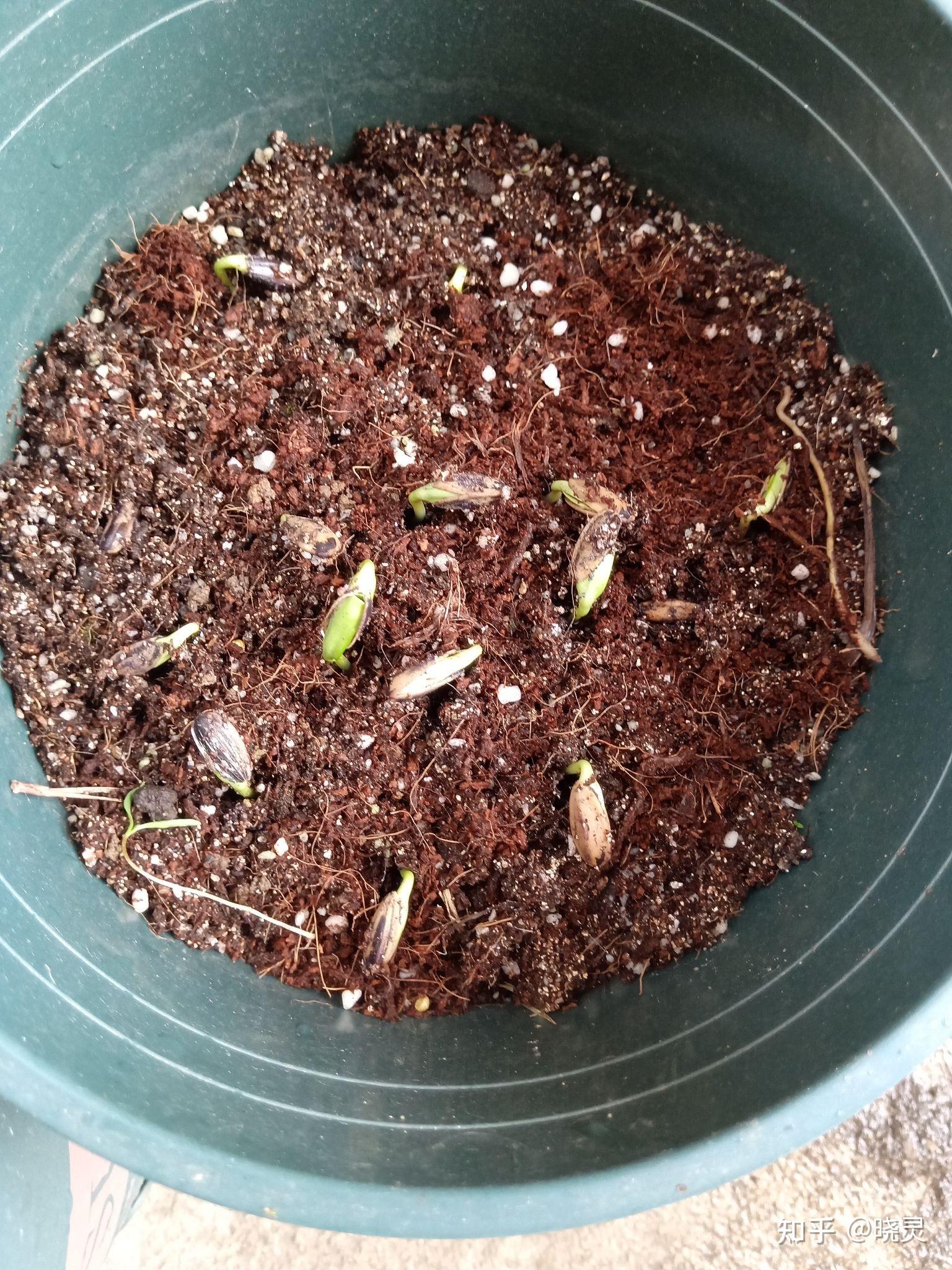 4月2日 有更多的瓜子发芽啦4月10日,向日葵苗苗长大,已移栽后面再补图