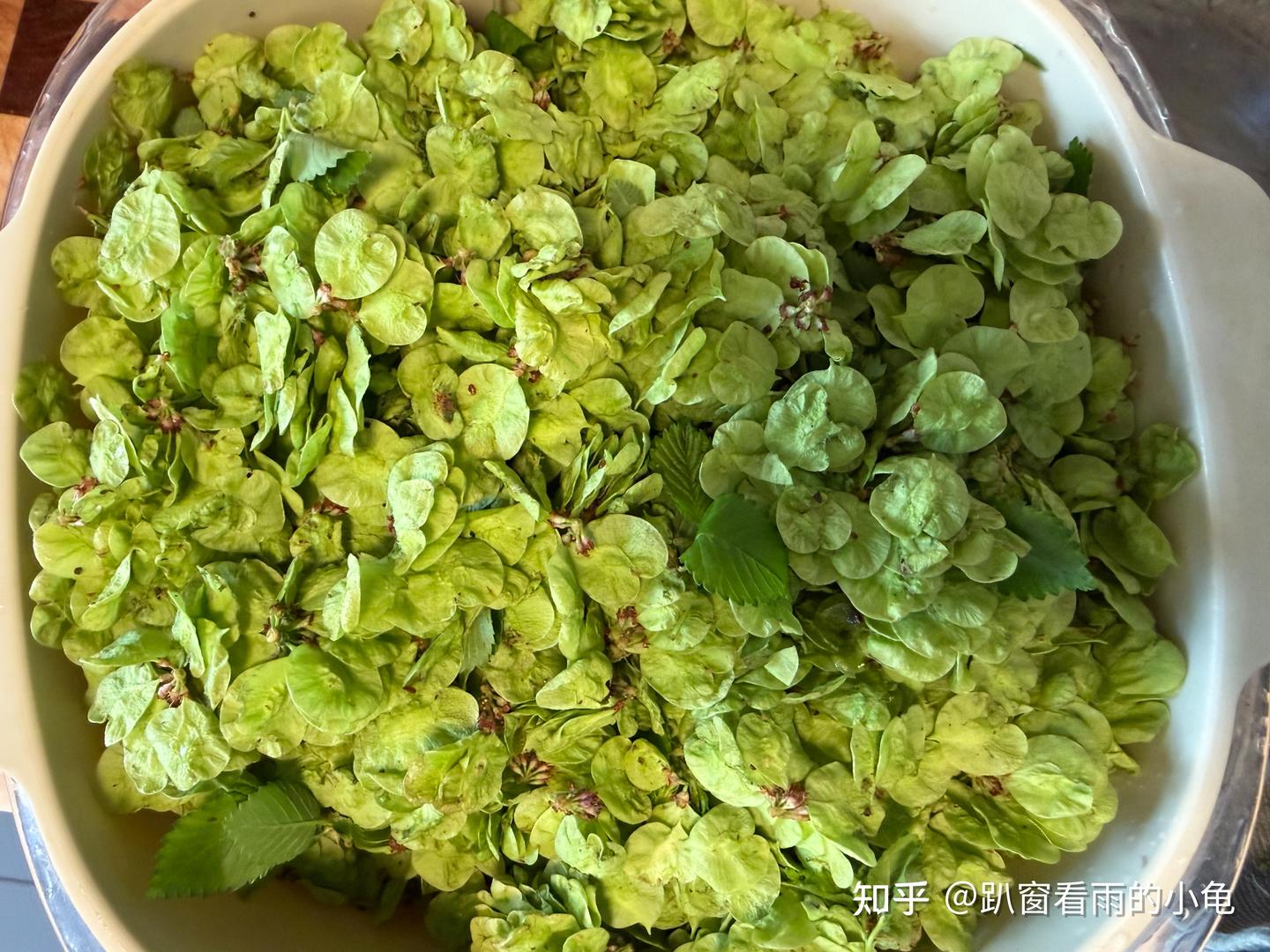 榆钱窝窝这样做,清新好吃,翠绿不变色,满口春天的味道! - 知乎