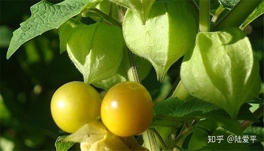 红遍网络的东北水果菇茑,你应知道的东北菇茑的前世今生 - 知乎