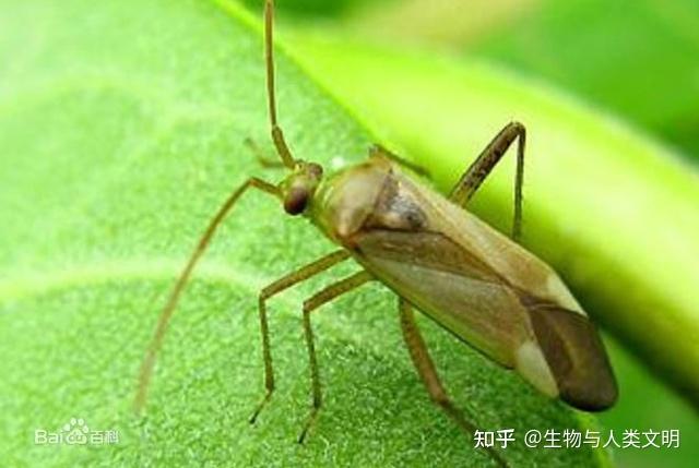 【动物界全系列】盲蝽亚科—盲蝽族(上):苜蓿盲蝽