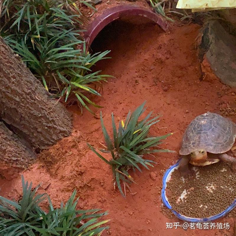 黄缘闭壳龟生活环境应该怎么布置比较好