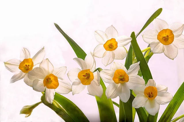 Jozpictsipwp8 Narcissus 水仙花英文