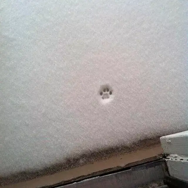 cat paw print snow nope