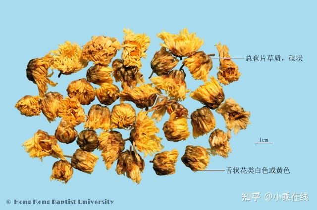 菊花（中药材资料、植物图像、含菊花的中成药） - 知乎