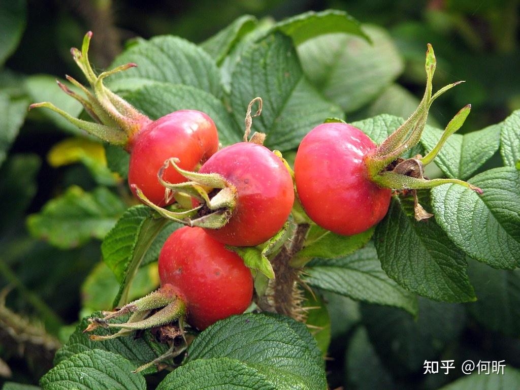 常见小红果植物