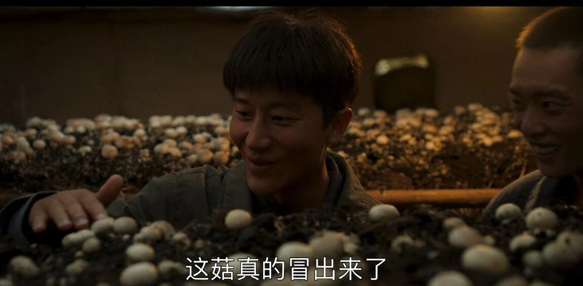在《山海情》中,双孢菇可是刷足了存在感.