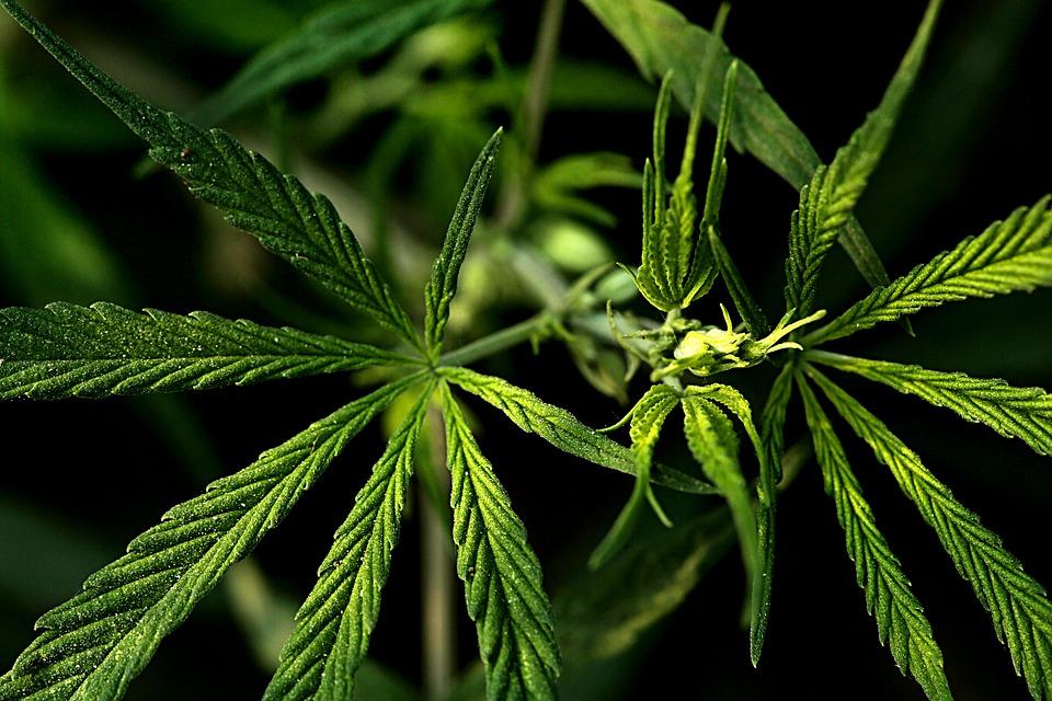 麻麻说 工业大麻竟然还能造房子 工业大麻混凝土了解一下 知乎 麻麻说 工业大麻竟然还能造房子 工业大麻混凝土了解一下 知乎