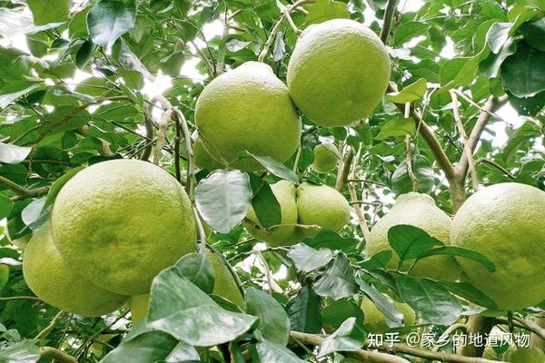 全国哪里的柚子好吃?这10个地方的柚子都很有名,你吃过几种呢 - 知乎