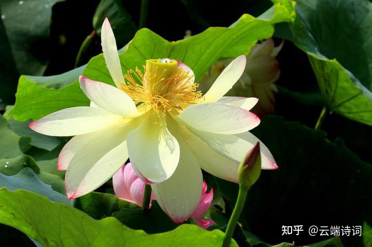 十二首最美的夏景诗词,水摇扇影戏鱼惊,柳梢残日弄微晴 - 知乎