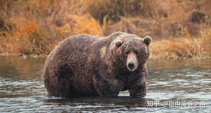 《经济学人》双语:阿拉斯加举行胖熊比赛活动,最胖的才是冠军? - 知乎