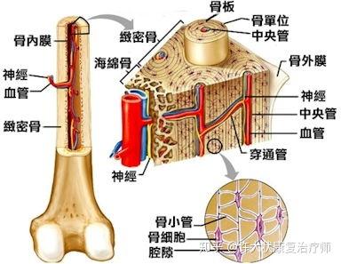 骨的结构 - 知乎