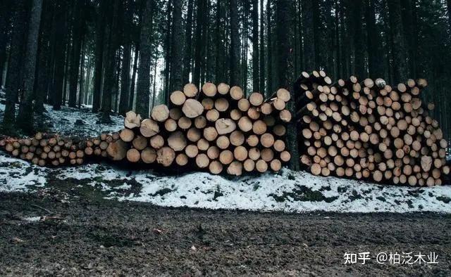 什么是加拿大红雪松 - 知乎