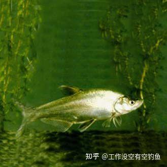 路亚新手如何破龟？3分钟教会你路亚青梢，从此路亚不要太轻松 - 知乎