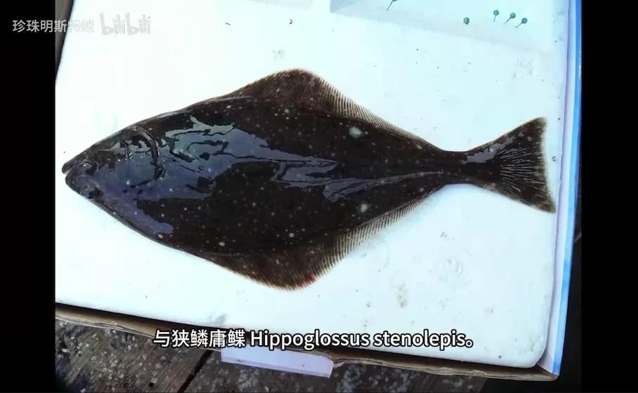 你可能吃过的“巨型比目鱼” 最大鲽形目-庸鲽属的简单介绍 - 知乎