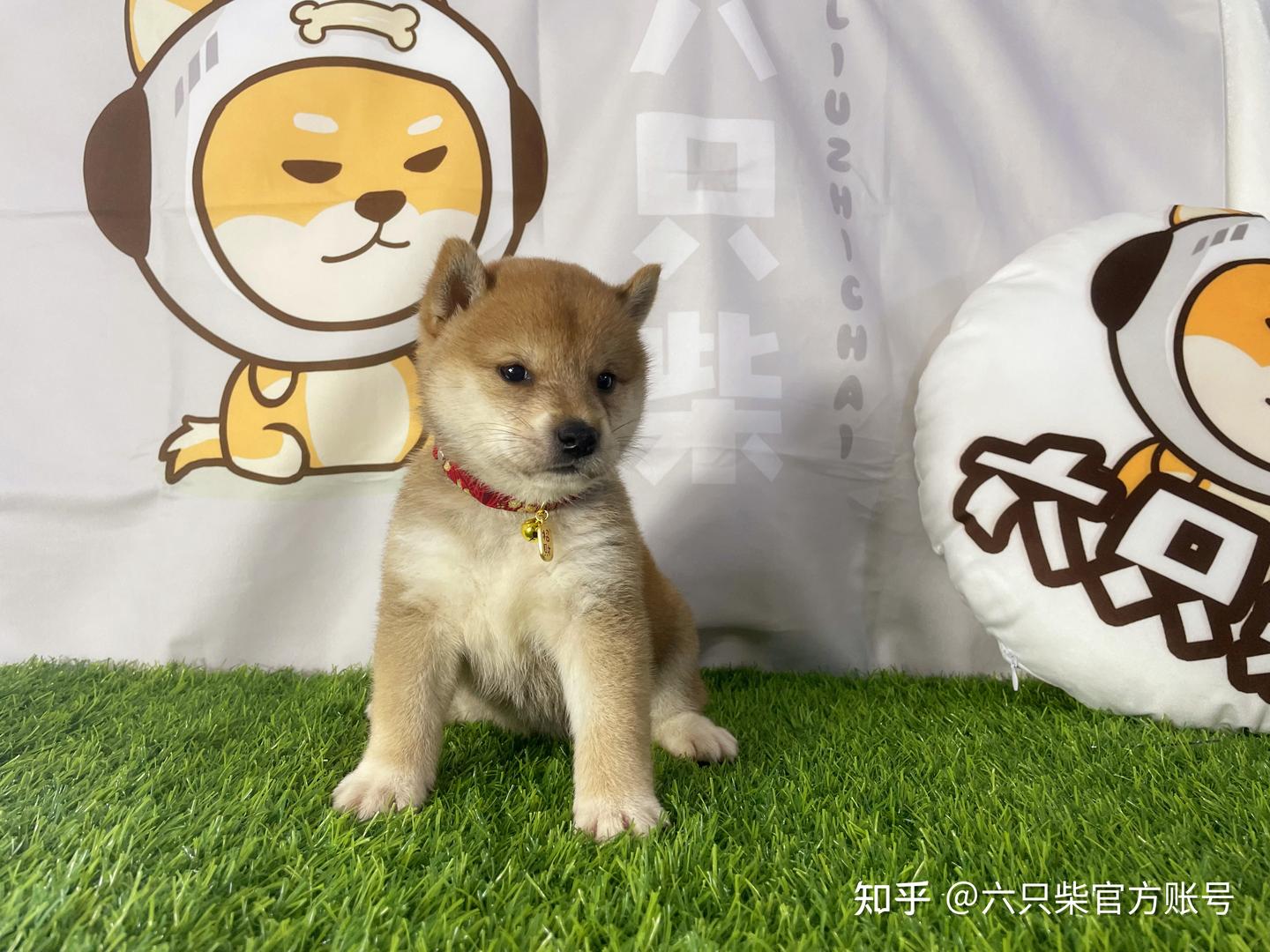 黑柴犬和黄柴犬哪个贵？黑柴犬多少钱一只？ - 知乎