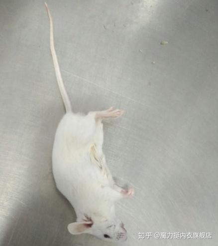 你还在穿2小时能把小白鼠毒死的内衣魔力挺内衣为你揭秘