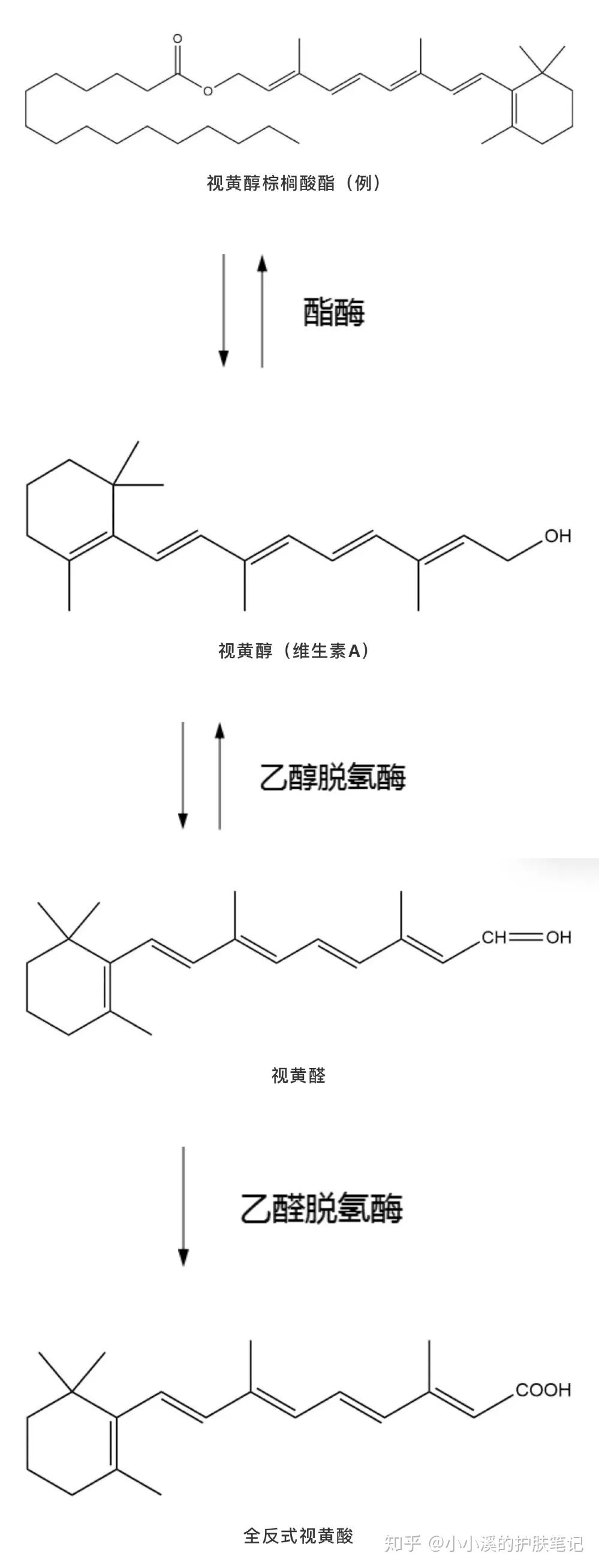 a醛(视黄醛),a醇(视黄醇),a酯(视黄酯),以及各种经改良后结构特殊的va