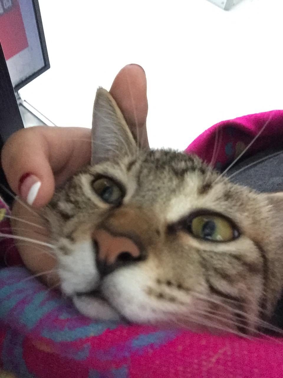 把一只普通的狸猫当宠物养是什么样的体验? -