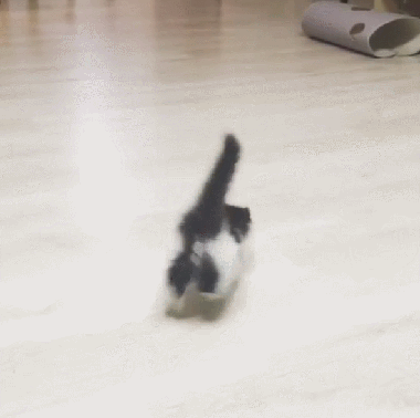 猫咪突然疯了似的，满屋乱跑，原因有这几点 - 知乎