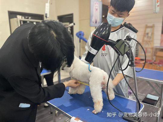 什么狗最聪明又好养 推荐适合家养的五哈希娱乐- 哈希游戏平台- 哈希游戏官方网站种狗