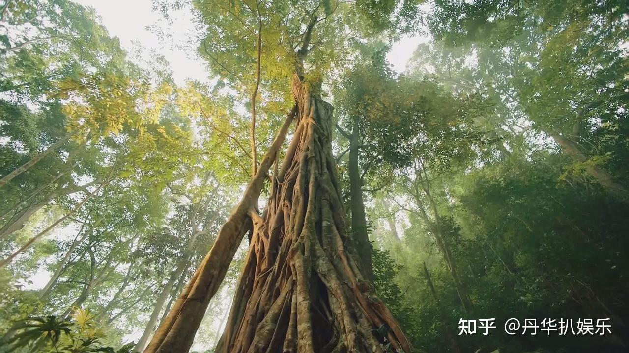 司藤白金的先见之明揭开西竹变脸之谜