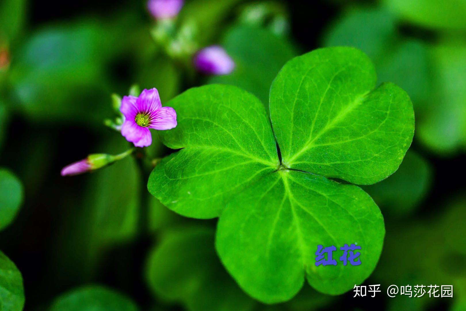 v2-49bbf78cd192c4ecc084b3f158e03679_r.jpg
