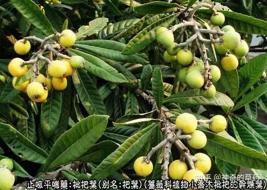 中药材:枇杷叶 - 知乎