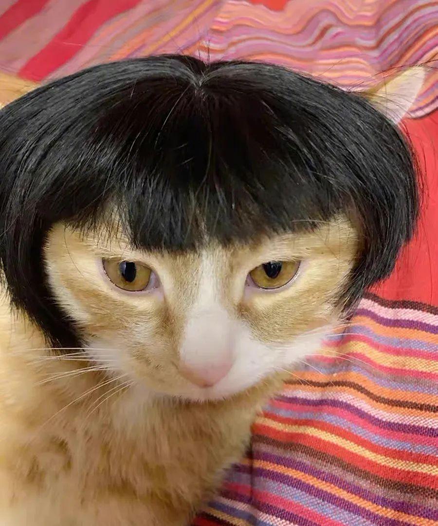 当猫扎起马尾,梳出中分.我直接喊老婆!