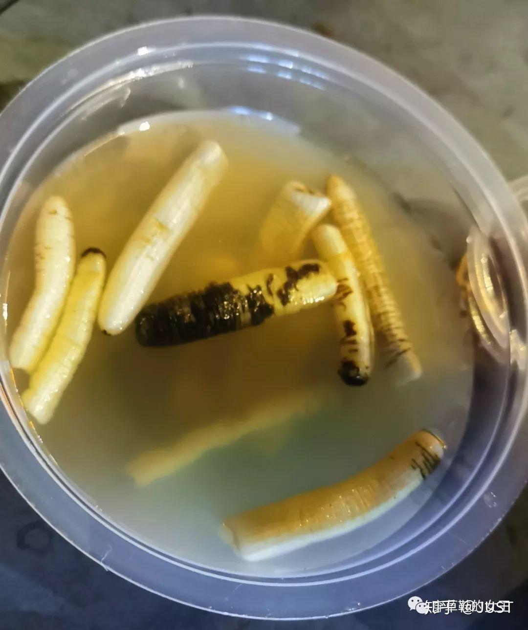 去厦门之前就一直想着要不要尝试一下土笋冻(别名海蚯蚓),毕竟这种怪